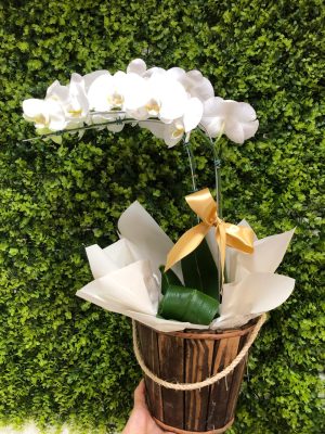 ORQUIDEA BRANCA